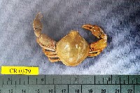 藏品(單齒玉蟹)的圖片